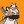 Blesstiger #2054