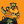 Blesstiger #3207