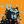 Blesstiger #1342