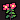 Pink Flowers
