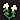 White Daisies