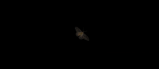 Moth