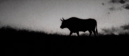 Bull