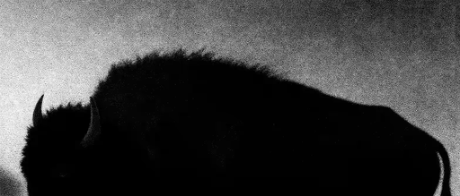 Buffalo