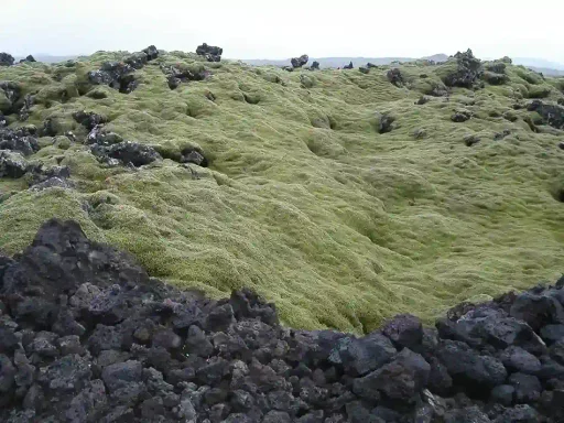 Mare Verde