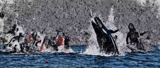 Killer Whale