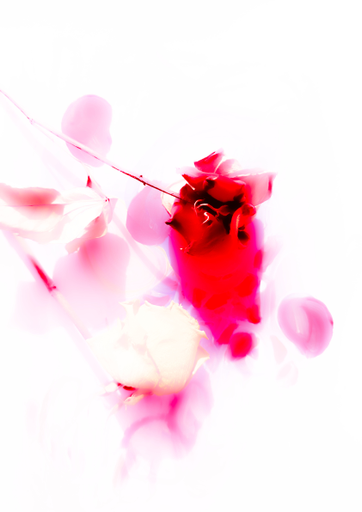 White Rose by Zoe Louise